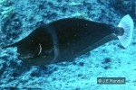 Enlarged Image of 'Naso brevirostris'